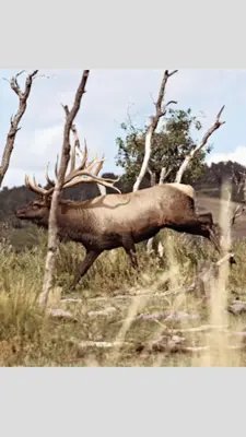 North American Elk android App screenshot 9