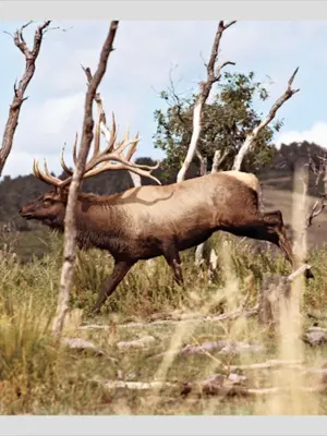 North American Elk android App screenshot 4